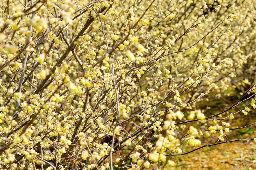 Schijnhazelaar - Corylopsis pauciflora