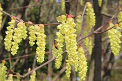 Schijnhazelaar - Corylopsis sinensis