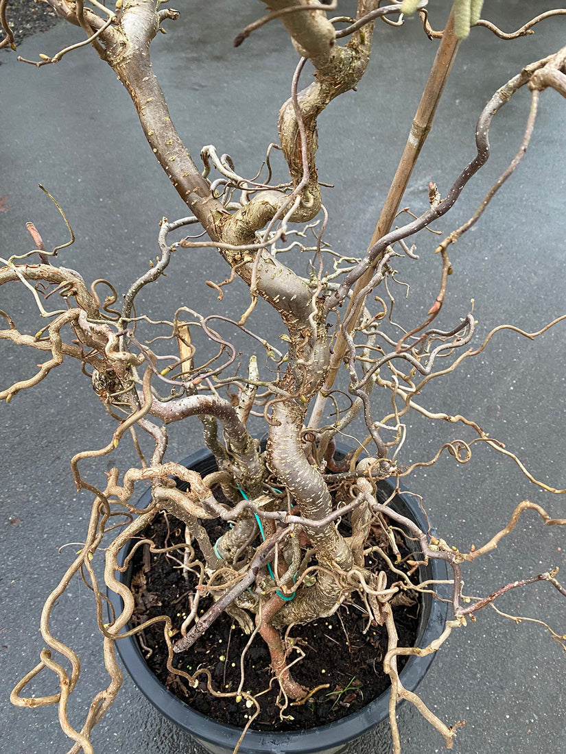 Kale takken Kronkelhazelaar - Corylus avellana 'Contorta'