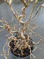 Kale takken Kronkelhazelaar - Corylus avellana 'Contorta'