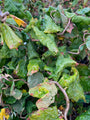 Kronkelhazelaar - Corylus avellana 'Contorta' detail