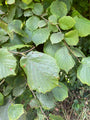 Blad Gewone Hazelaar - Corylus avellana