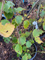 Corylus avellana in de herfst