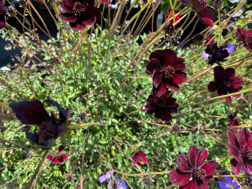 Cosmea - Cosmos atrosanguineus 'Eclipse'