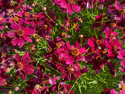 Cosmea - Cosmos bipinnatus