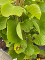 Cotinus coggygria 'Golden Spirit' (foto november)