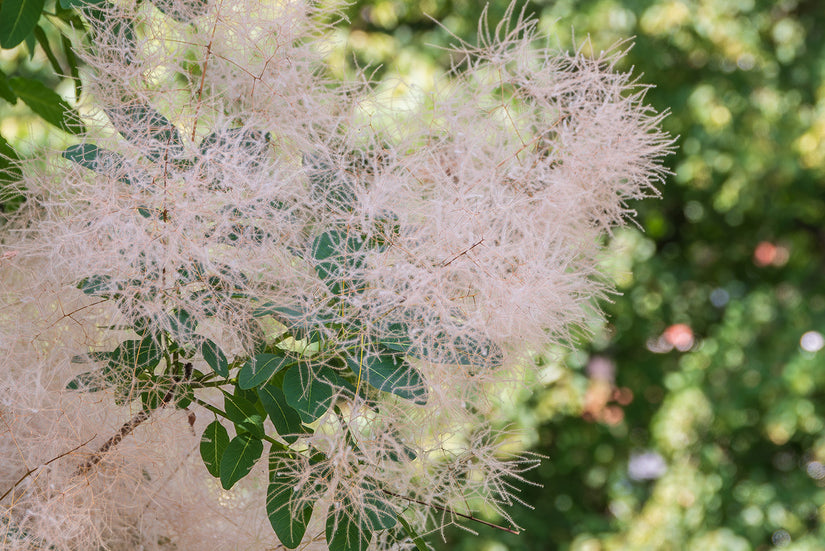 Bloei Pruikenboom - Cotinus coggygria 'Young Lady'