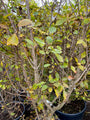 Pruikenboom - Cotinus coggygria 'Young Lady' (foto November)