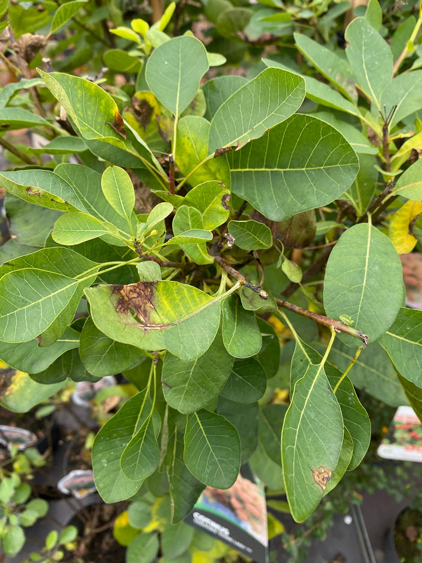 Cotinus coggygria 'Young Lady' in de herfst