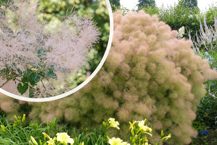 Pruikenboom - Cotinus coggygria 'Young Lady'