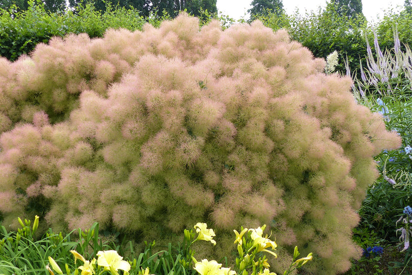 Heester Cotinus coggygria 'Young Lady'