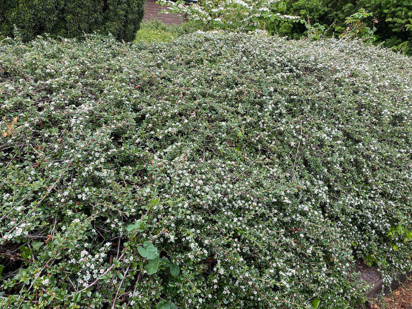 Cotoneaster atropurpureus 'Variegata'