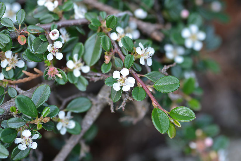 Cotoneaster cochleatus