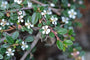 Cotoneaster cochleatus