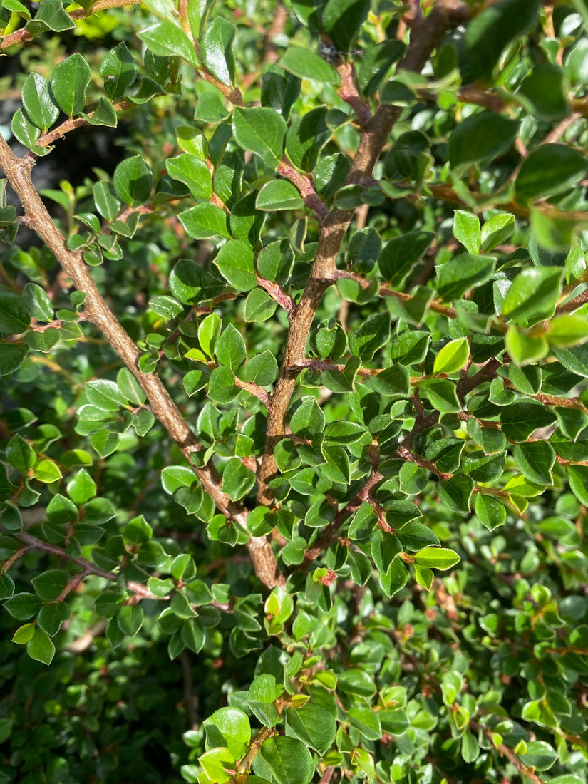 Cotoneaster-horizontalis.jpg