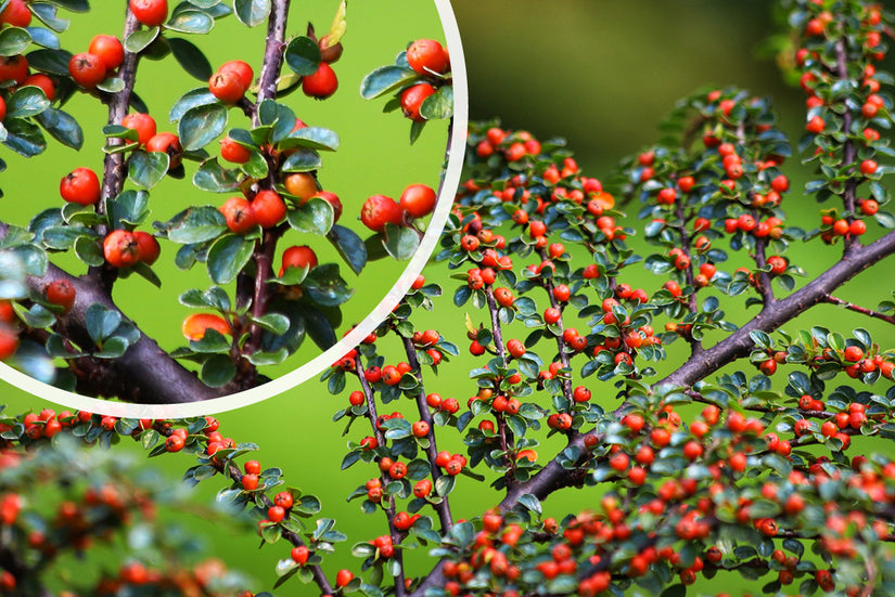 Dwergmispel - Cotoneaster procumbens 'Queen of Carpets'