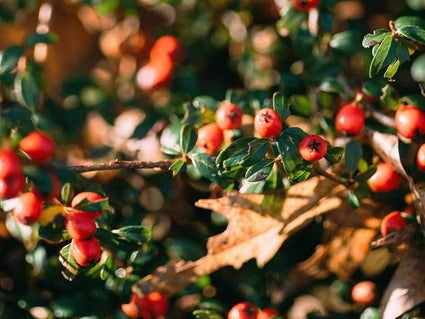 Dwergmispel - Cotoneaster radicans 'Eichholz'