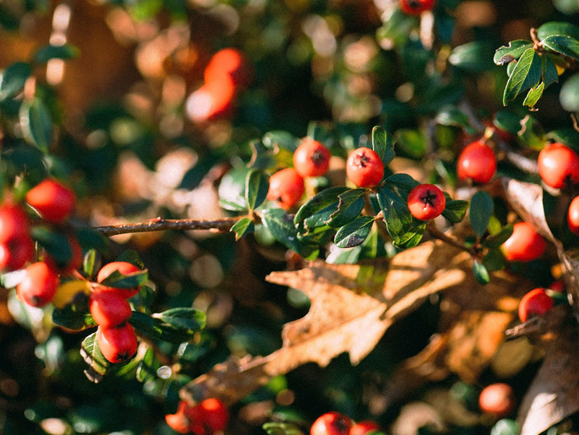 Dwergmispel - Cotoneaster radicans 'Eichholz'