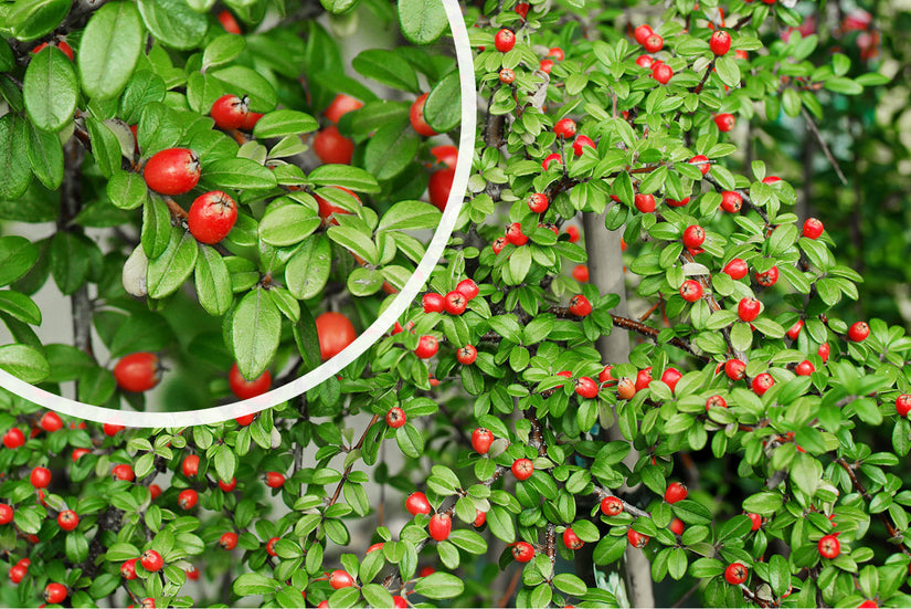 Dwergmispel - Cotoneaster suecicus 'Coral Beauty'