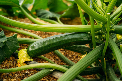 Courgette Cucurbita pepo - Eten uit eigen tuin