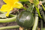 Ronde Courgette - Cucurbita pepo