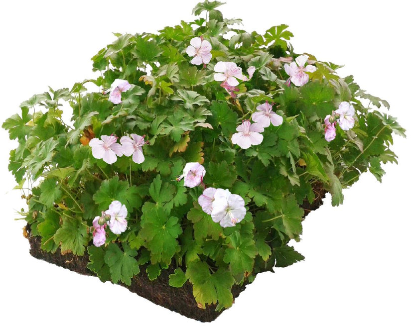 Geranium covergreen plantenmatten