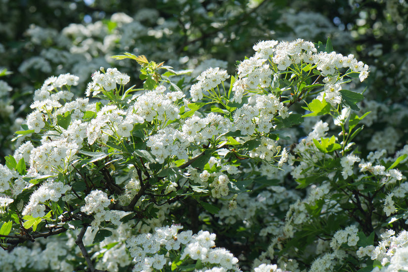 Tweestijlige meidoorn - Crataegus laevigata