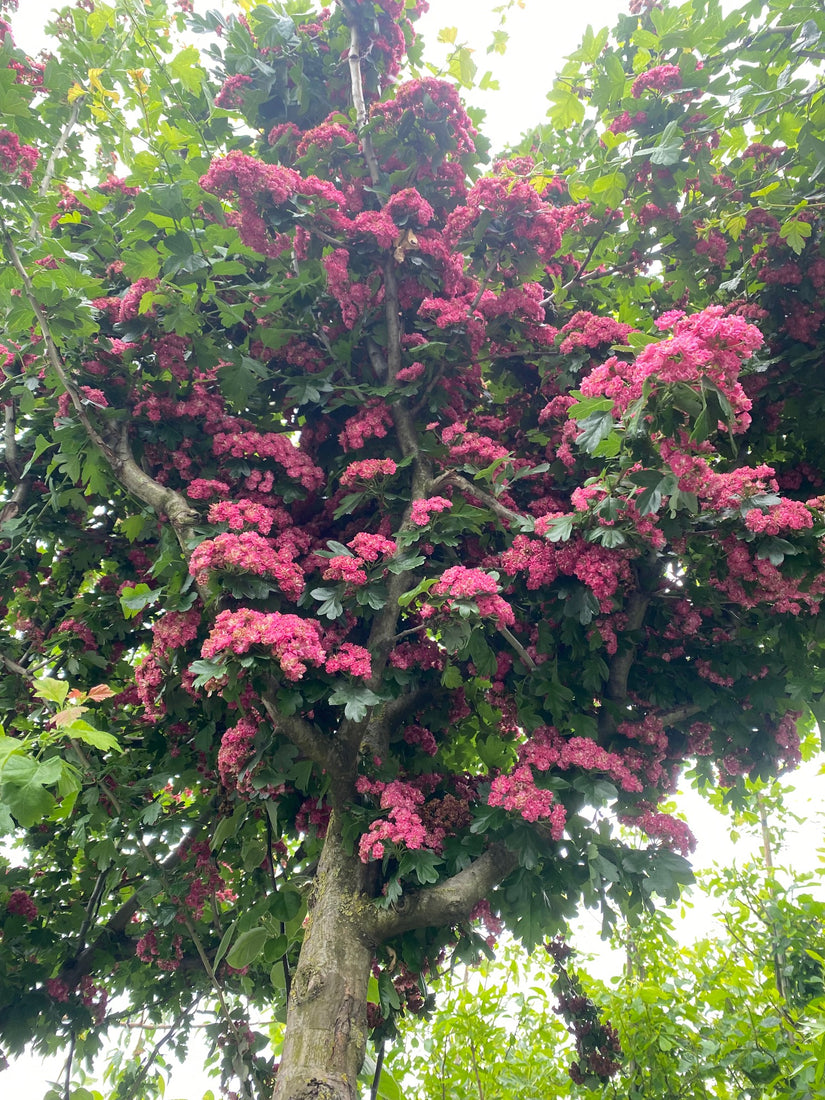 Crataegus laevigata 'Paul's Scarlet'