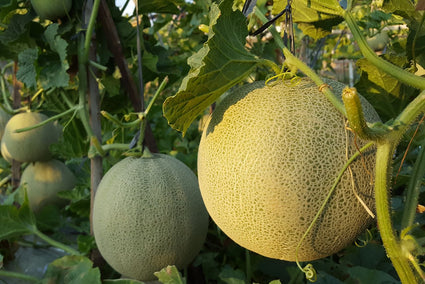 Cucumis melo - Meloen - Honingmeloen