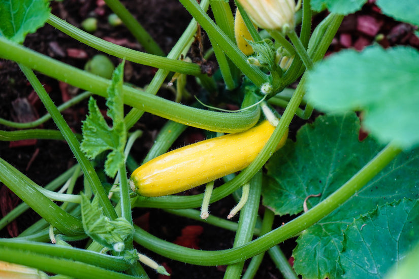 Courgette - Cucurbita pepo