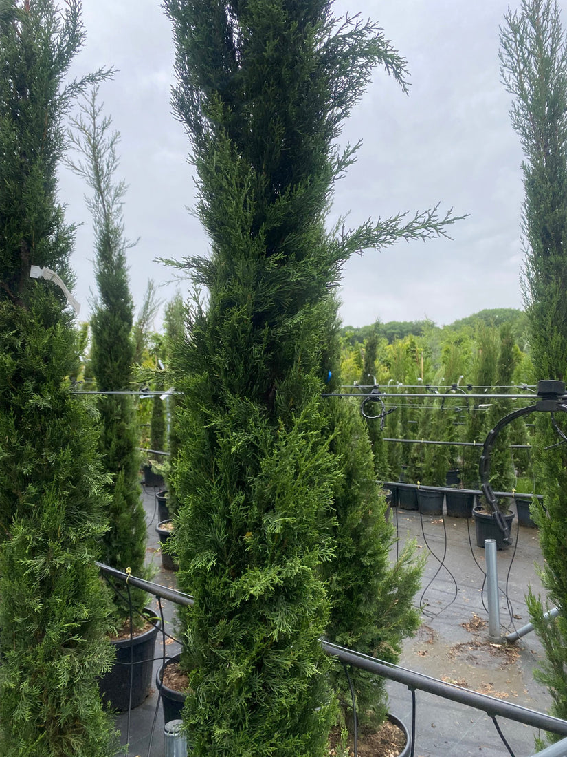 Cupressus sempervirens 'Pyramidalis' smalle conifeer