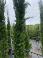 Cupressus sempervirens 'Pyramidalis' smalle conifeer