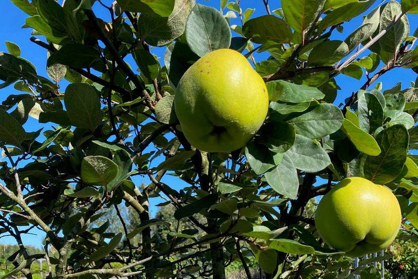 Kweepeer - Cydonia oblonga 'Portugal'