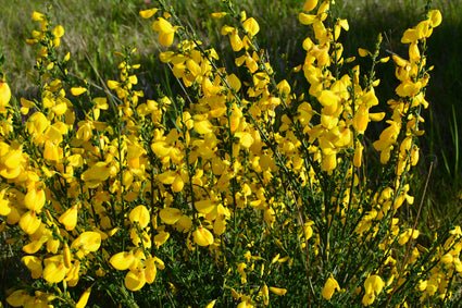 Brem - Cytisus x beanii