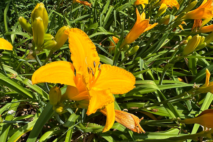 Vaste plant Daglelie - Hemerocallis 'Aten' 