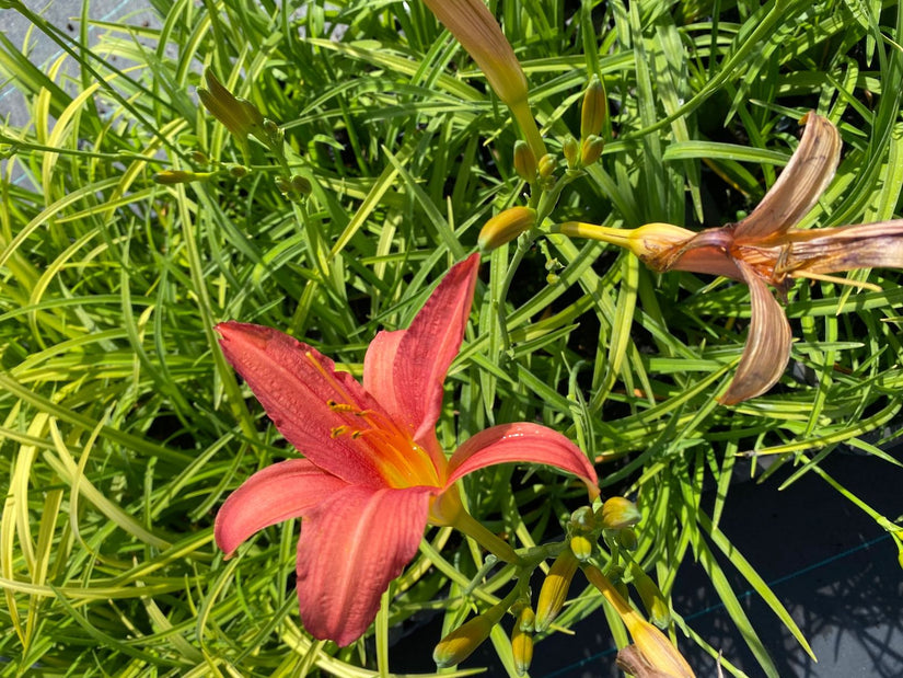 Daglelie - Hemerocallis 'Pink Damask'