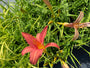 Daglelie - Hemerocallis 'Pink Damask'