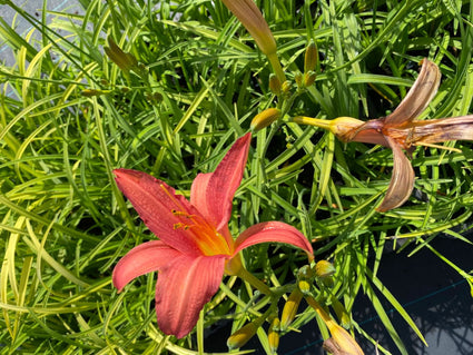 Daglelie Hemerocallis Pink Damask.