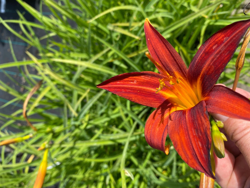 Hemerocallis 'Sammy Russell' - Daglelie