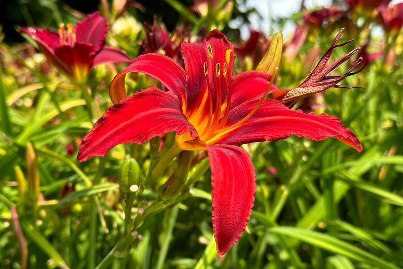 Daglelie - Hemerocallis 'Sammy Russell' zomerbloeier