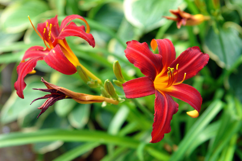 Daglelie - Hemerocallis 'Crimson Pirate'