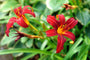 Daglelie - Hemerocallis 'Crimson Pirate'