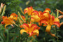 Daglelie - Hemerocallis 'Frans Hals'