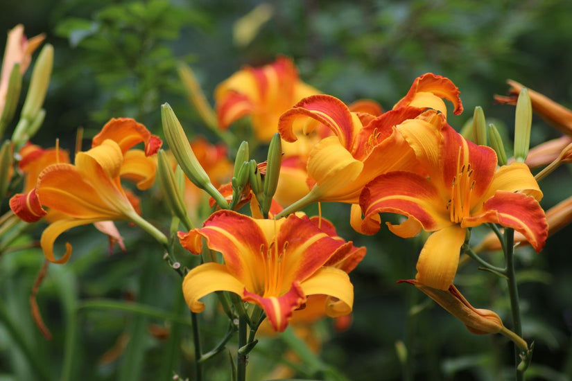 Daglelie - Hemerocallis 'Frans Hals' 