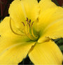 Stam van de hemerocallis tuinplanten borders