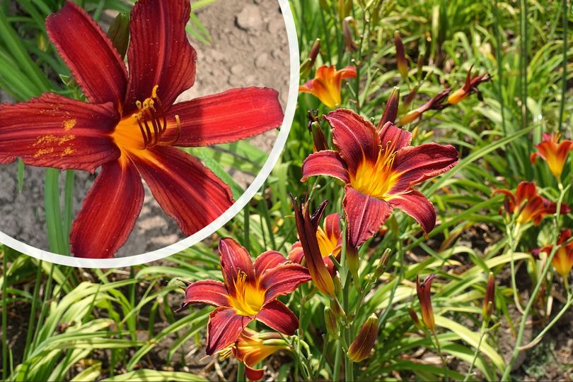 Daglelie-Hemerocallis-bloei