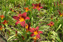 Daglelie-Hemerocallis-crimson-pirate.jpeg