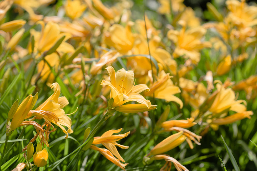 Daglelie hemerocallis geel borderpakket