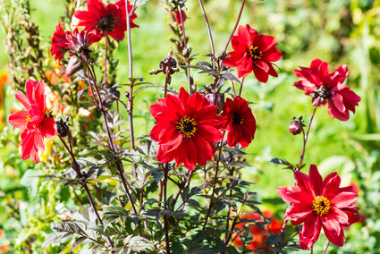 Dahlia 'Bishop of Llandaff'