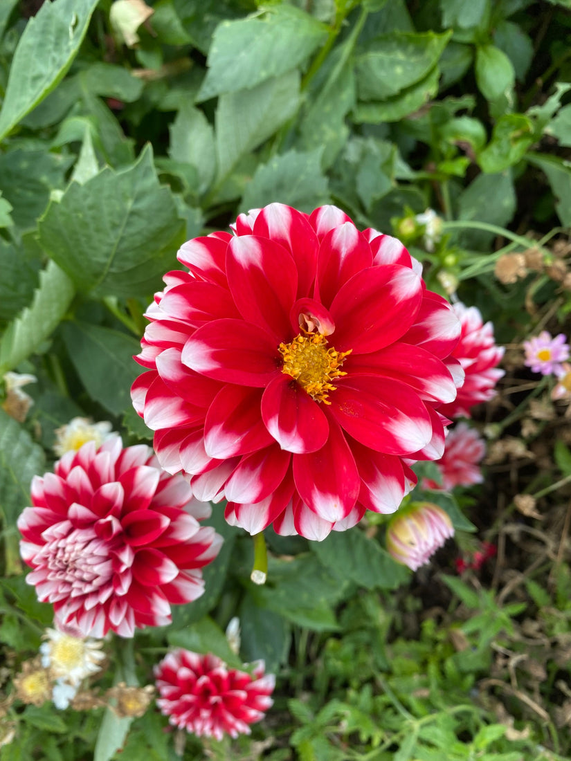 Dahlia pinnata